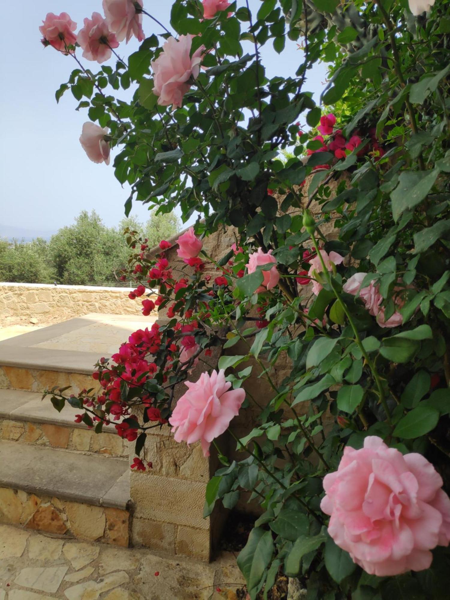 Xenia'S Countryside Guesthouse Agia Marina Exterior foto